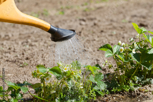 Watering can of strawberry