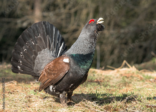 Auerhahn tetrao urogallus