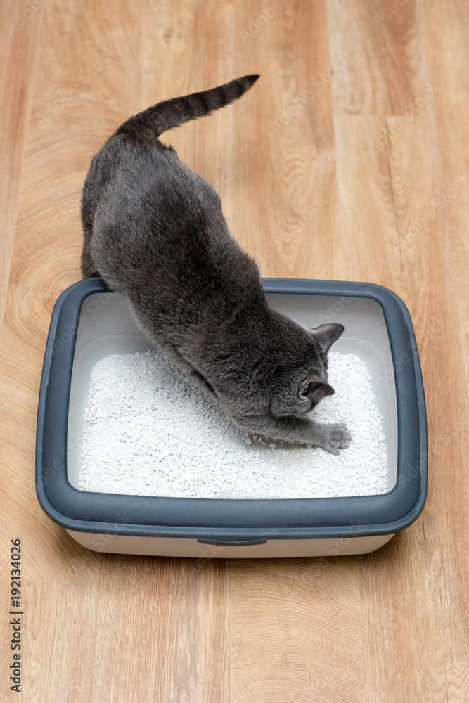 Cat using toilet, cat in litter box, for pooping or urinate, pooping in