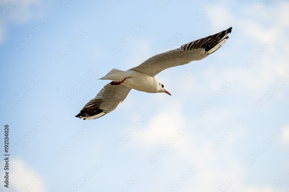 black headed gull flying deep over the Baltic sea black headed gull flying deep over the Baltic sea