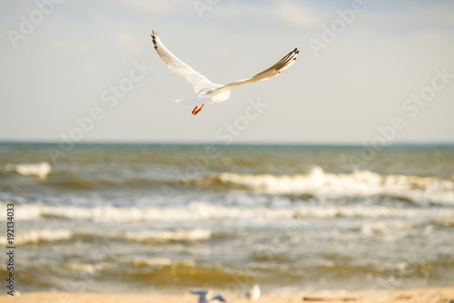 black headed gull flying deep over the Baltic sea