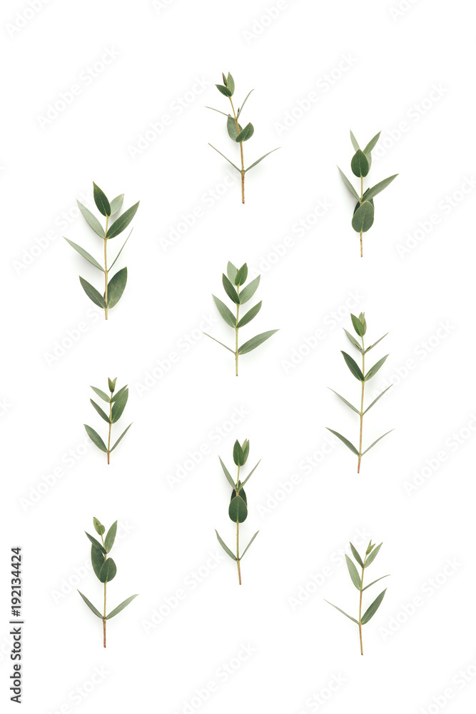 Green Leaves On White Background Green Leaves On White Background