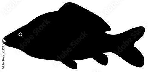 Carp Fish vector eps 10