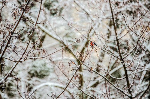 A small bullfinch sits on a branch among the snow-covered trees. 