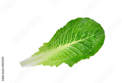 fresh baby cos,lettuce green leaf isolated on white background