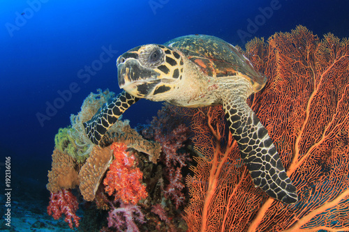Hawksbill Sea Turtle and coral reef underwater © Richard Carey