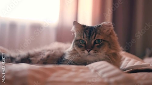 Wallpaper Mural A beautiful fluffy cat lies on the bed, against the window. HD, 1920x1080, slow motion. Torontodigital.ca