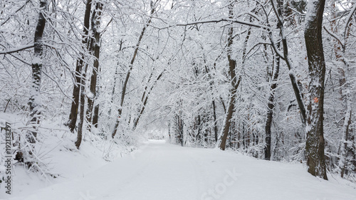 Forest winter scene panorama © bonciutoma