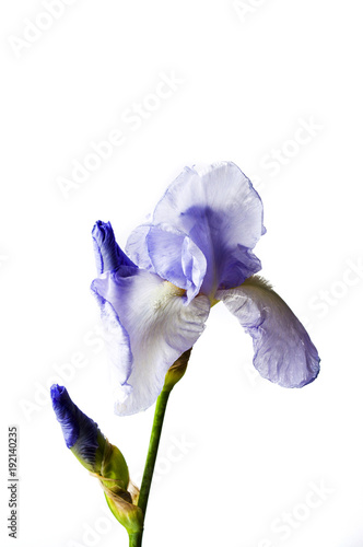 Fototapeta Naklejka Na Ścianę i Meble -  Iris flower on white textile background