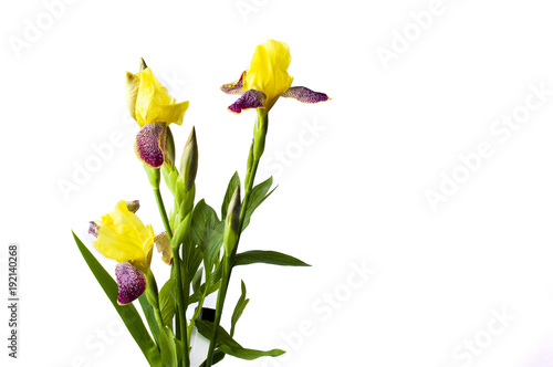 Fototapeta Naklejka Na Ścianę i Meble -  Yellow iris flowers on white textile background