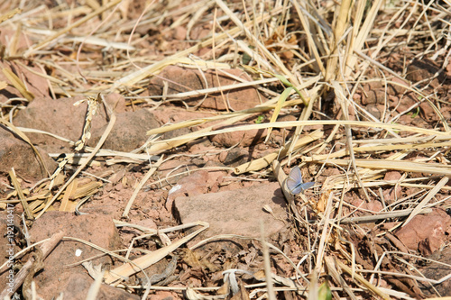 Butterfly in the garden