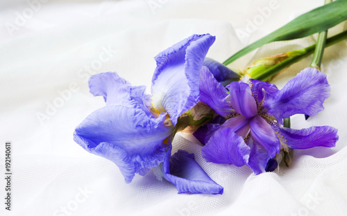 Fototapeta Naklejka Na Ścianę i Meble -  Blue iris flowers on white textile background