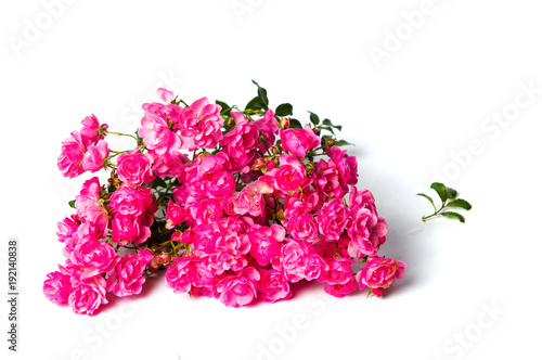Fototapeta Naklejka Na Ścianę i Meble -  Pink roses on white background top view