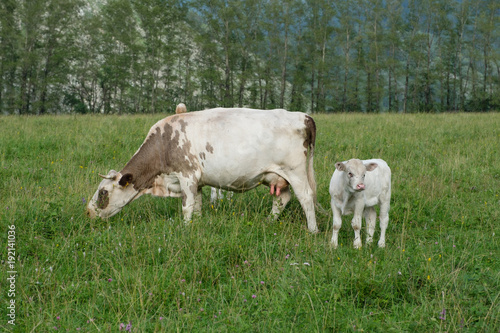 Fotografie Cow and calf on a meadow