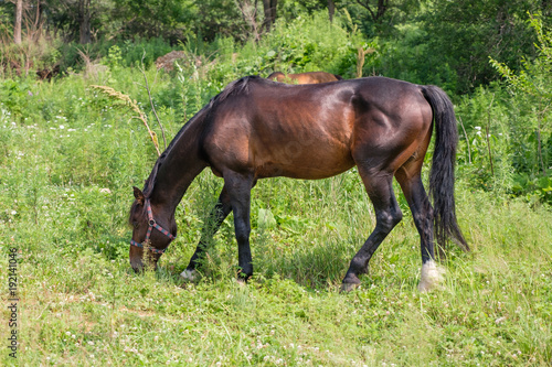 View of a horse on a meadow © Valerii