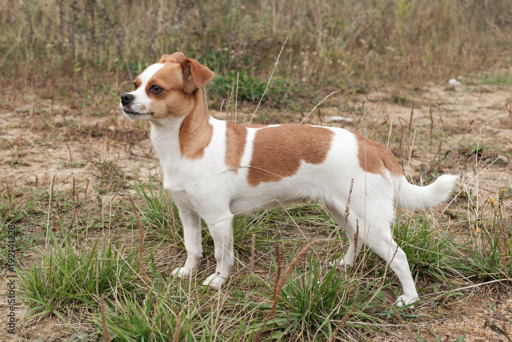 The watchdog poses on a meadow