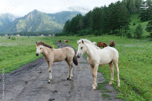 Fototapeta Naklejka Na Ścianę i Meble -  The foals standing on the country road