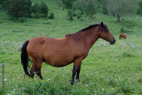 View of a horse on a meadow © Valerii