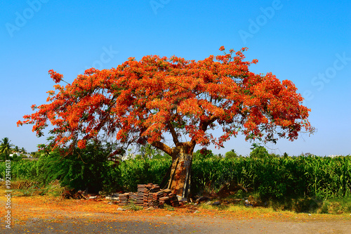 Royal Poinciana Tree (Gulmohar) , Delonix regia near Pune, Maharashtra photo