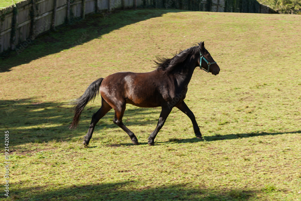 Fototapeta premium Free horses in the meadow