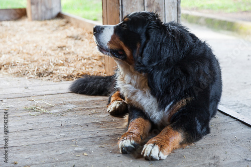 Bernese dog sitting on the wooden veranda