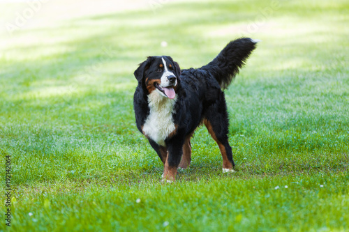 Bernese dog in the nature, green lawn