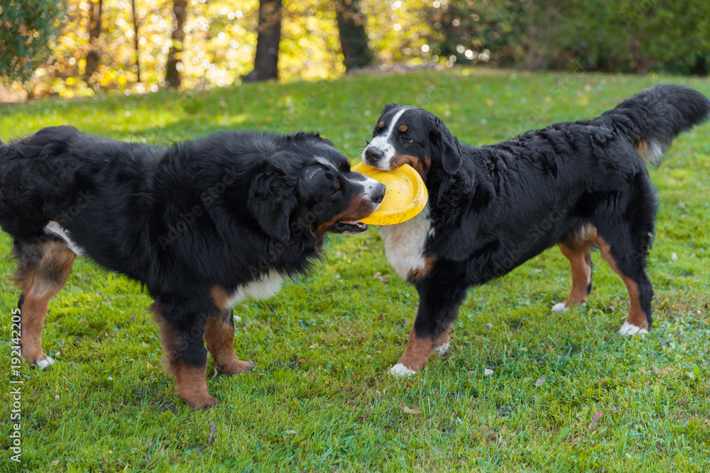 Bernese dogs in the nature, green lawn