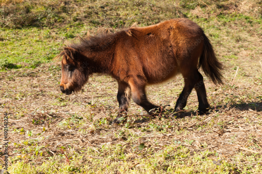 brown pony grazes in the meadow