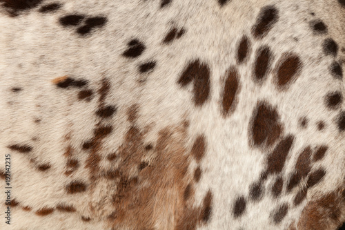 Foto Horse hair brown spots on a white background