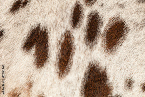 Fototapeta Naklejka Na Ścianę i Meble -  Horse hair brown spots on a white background