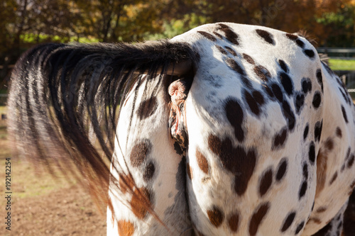 Fototapeta Naklejka Na Ścianę i Meble -  View of the seat of the horse, move the tail
