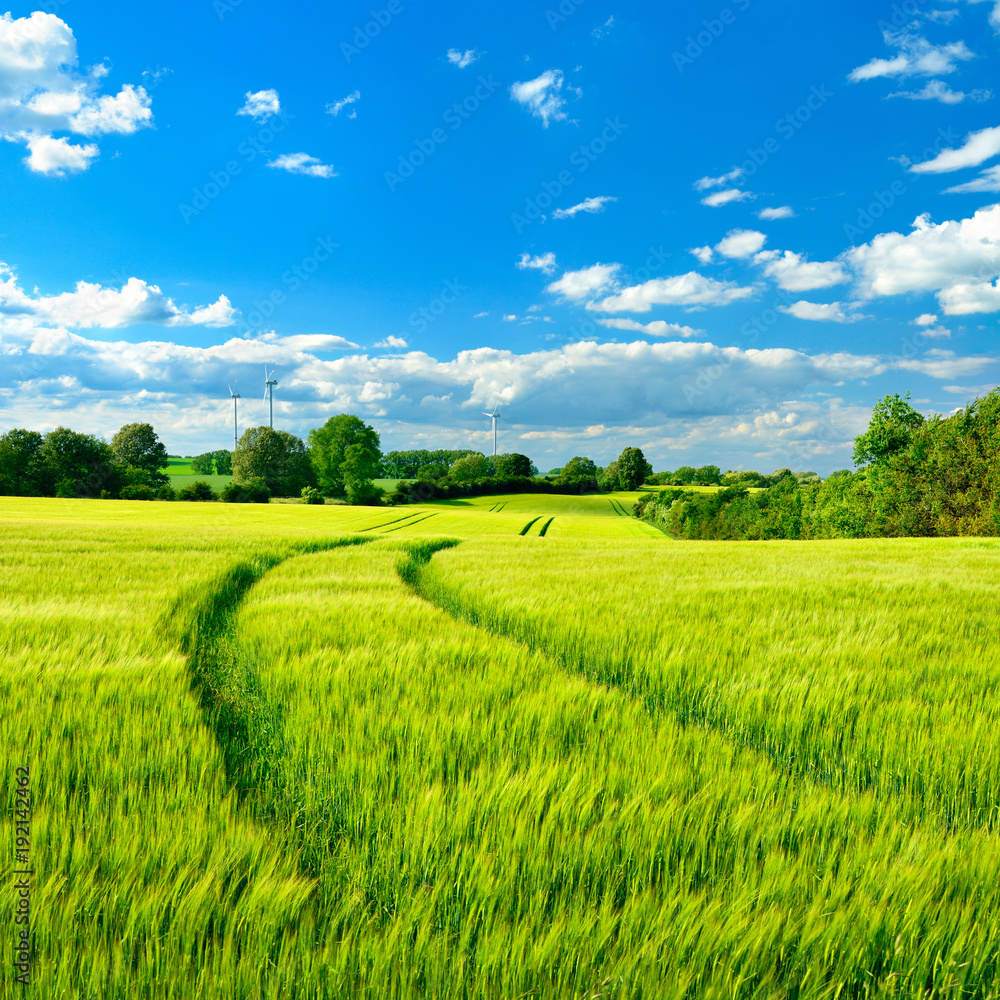Obraz premium Krajobraz wiosną, pole jęczmienia, błękitne niebo, świeża zieleń