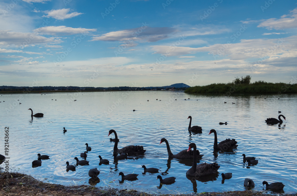 Fototapeta premium Czarne łabędzie nad brzegiem jeziora Wendouree w Ballarat