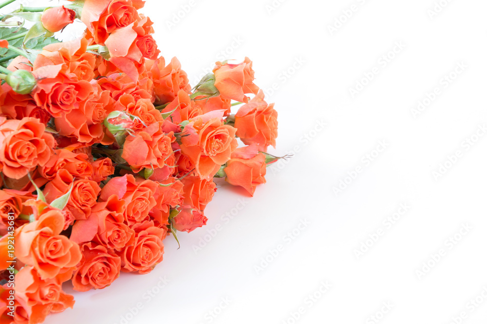 Soft full blown bush orange roses on white background. Selective focus. Isolated. Soft full blown bush orange roses on white background. Selective focus. Isolated.