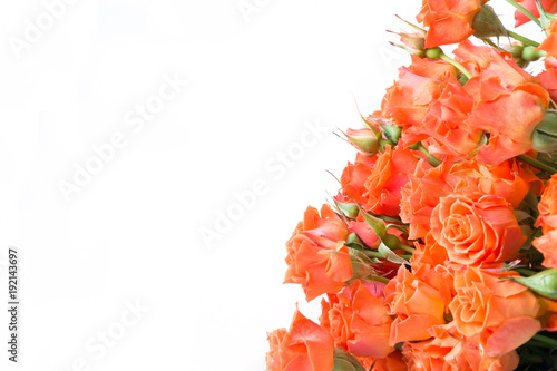 Soft full blown bush orange roses on white background. Selective focus. Isolated.