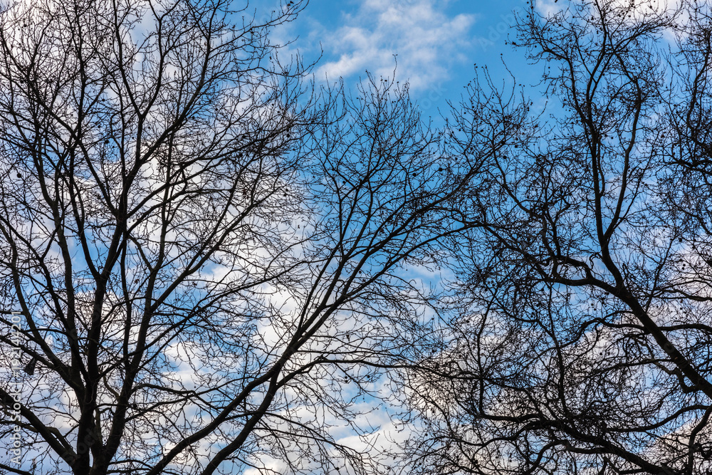 Winter blue sky background scenery Winter blue sky background scenery