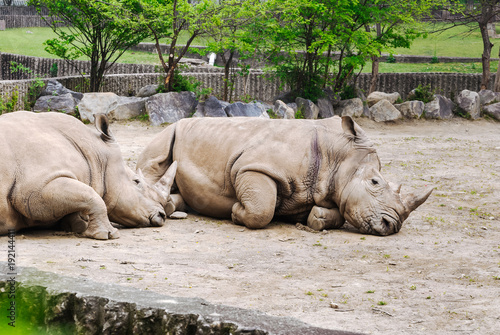 Rhinoceroses or rhinos lying