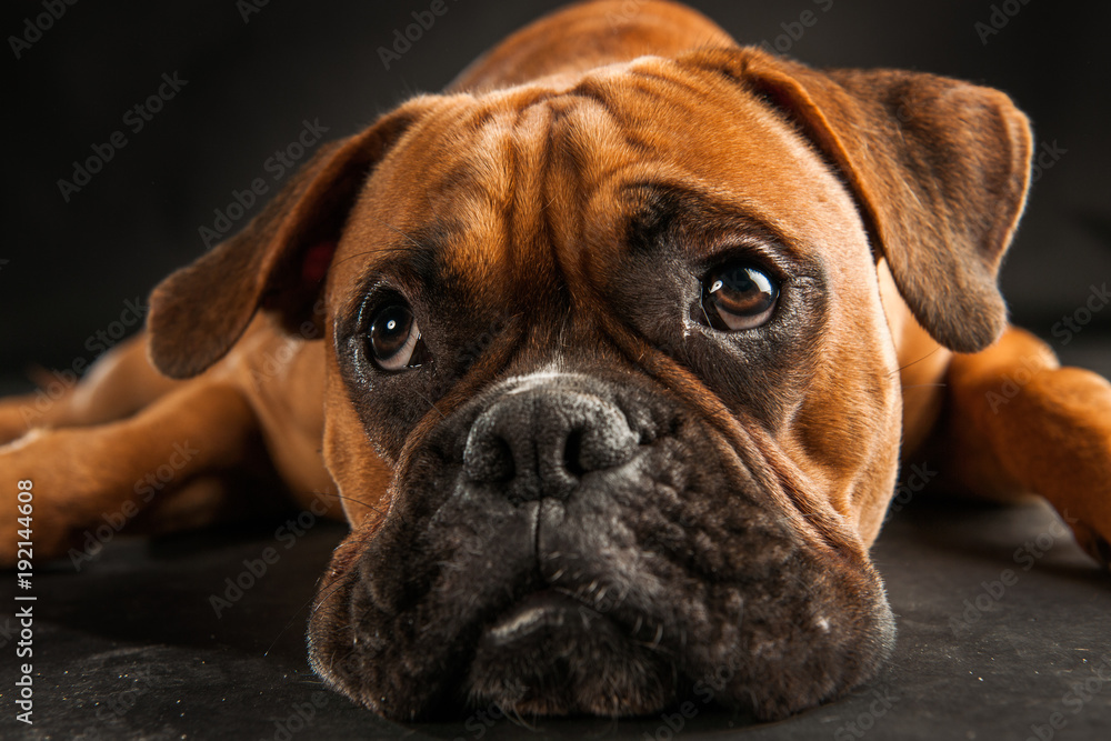 Boxer Hund vor schwarzem Hintergrund Stock-foto | Adobe Stock