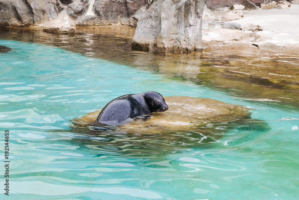Fototapeta premium Sad young fur seal or sea lion lying on the stone