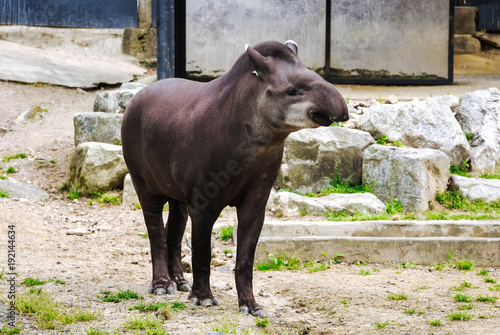 Cute young tapir