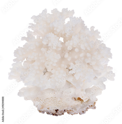 dense white isolated small coral