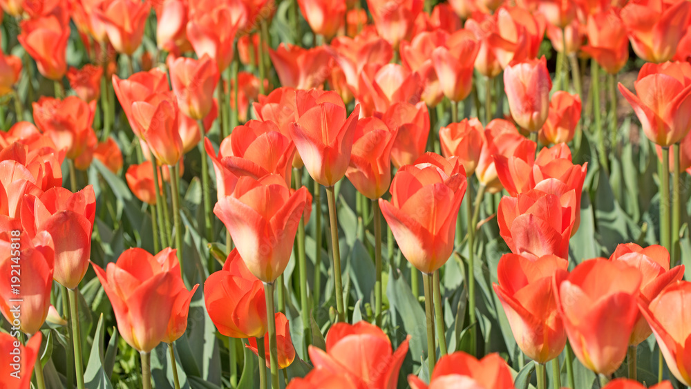 Tulpen, Tulipa Tulpen, Tulipa