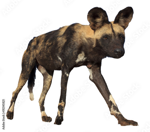 African Wild Dog (Painted Wolf) isolated on white background