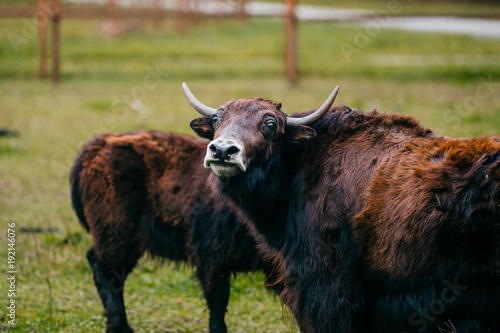 Mongolian yak mother and kid standing at pasture. Animal family outdoor. Hairy dangerous buffalo on ground. Highland cattle on farm. Bisons at nature. Domestic ox horns. Bull looking at camera.