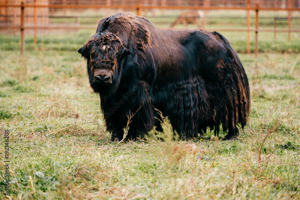 Tibetan in zoo. Wild prehistoric endnagered species. Hairy buffalo at Highland ox. Farm and agriculture cattle. Hornless bison standing on ground. Stock Photo | Adobe Stock
