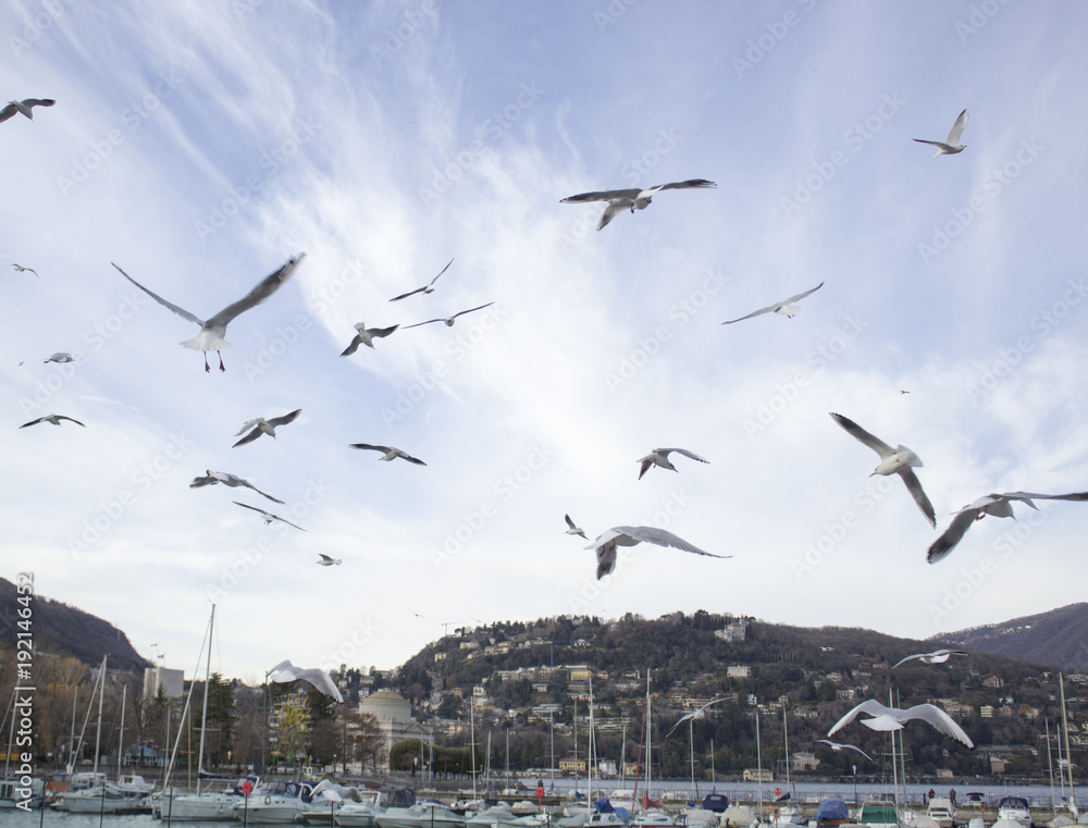 Flying seagulls in blue sky