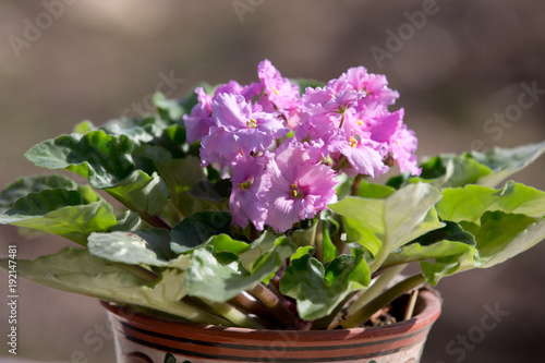 Bush of blooming violets in a pot on a Sunny day 