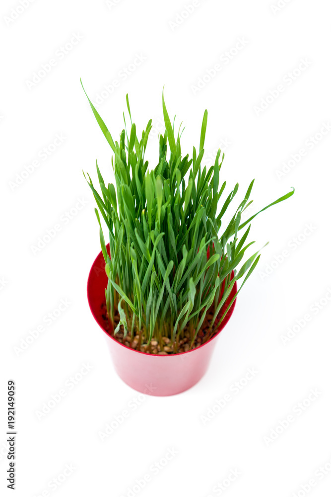 Young green Christmas wheat in a red pot on a white background. Top view. Young green Christmas wheat in a red pot on a white background. Top view.