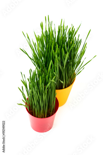 Young green Christmas wheat in a red and yellow pot on a white background
