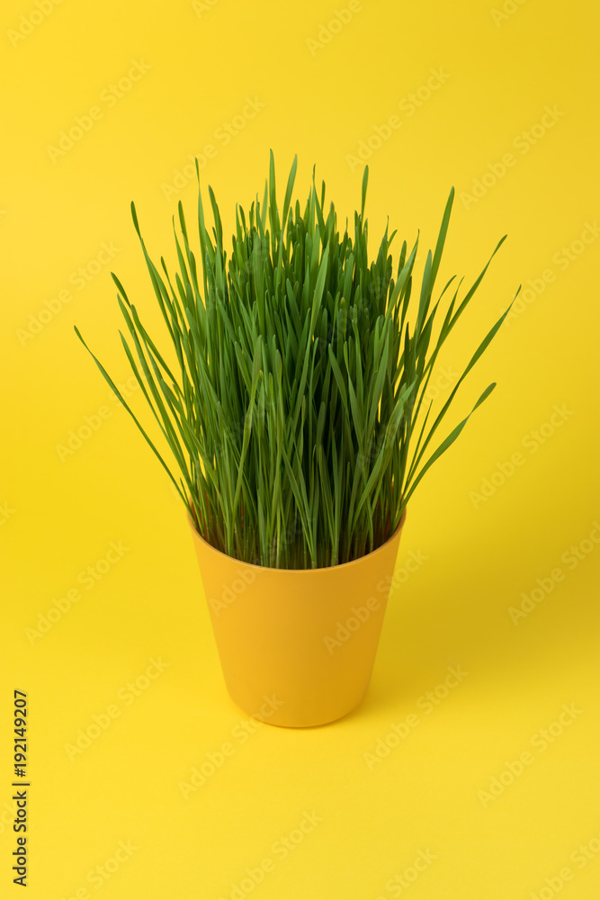 Young green Christmas wheat in a yellow pot on yellow background. Young green Christmas wheat in a yellow pot on yellow background.